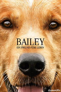 Filmplakat zu Bailey - Ein Freund fürs Leben