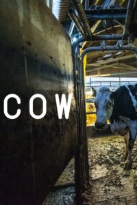 Filmplakat zu Cow