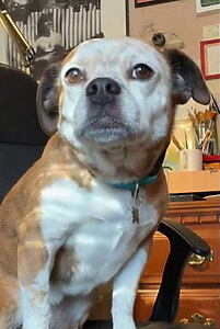 Porträt von Dorothy the Dog