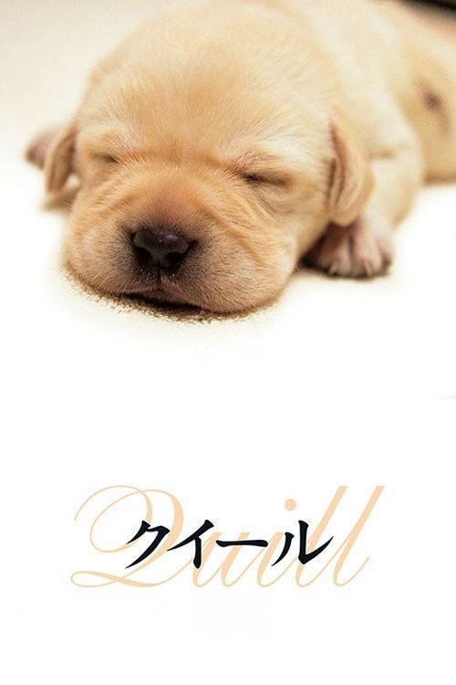 Quill - Ein Freund für´s Leben