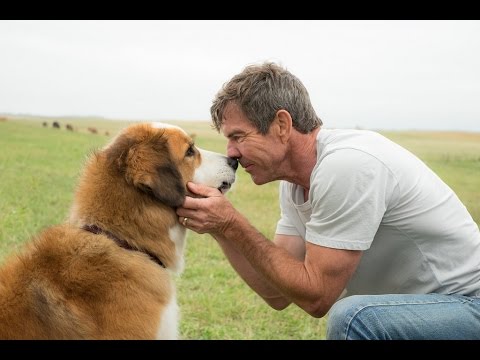 Trailer-Vorschaubild zu Bailey - Ein Freund fürs Leben