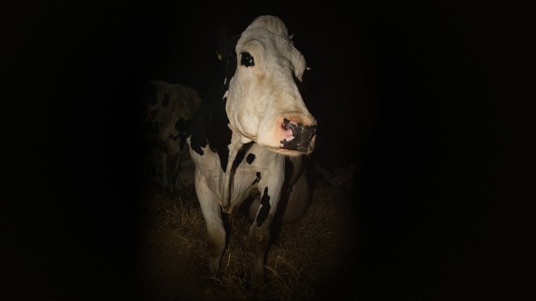 Bild aus Cow
