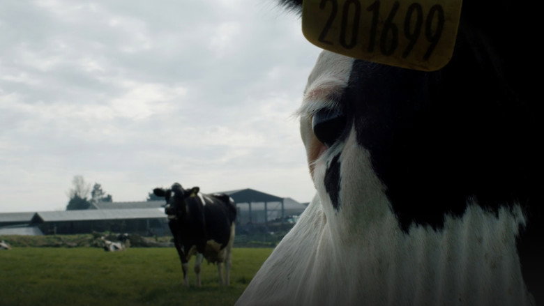 Bild aus Cow