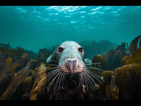 Trailer-Vorschaubild zu Die Wilde Nordsee - Natur, die sich nicht zähmen lässt