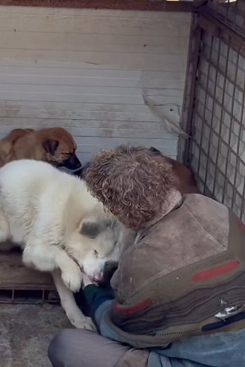 Serienplakat zu How to kill a puppy and get rich – Die Hunde Mafia