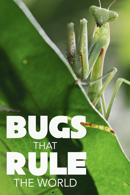Insekten – Die heimlichen Herrscher