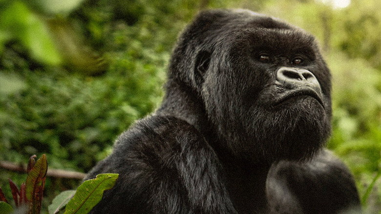 Bild aus A Gorilla Story: Told by David Attenborough