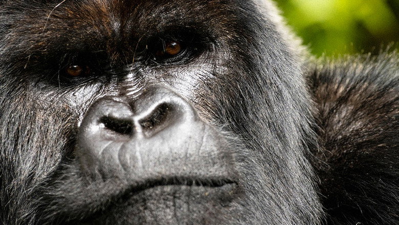 Bild aus A Gorilla Story: Told by David Attenborough