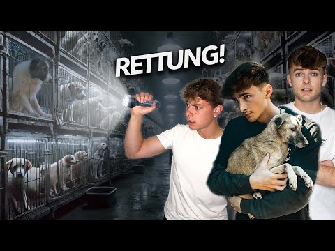 Trailer-Vorschaubild zu How to kill a puppy and get rich - Die Hunde Mafia