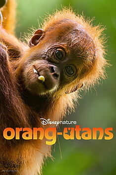 Filmplakat zu Orang-Utans