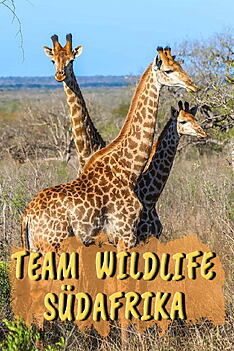 Serienplakat zu Team Wildlife Südafrika