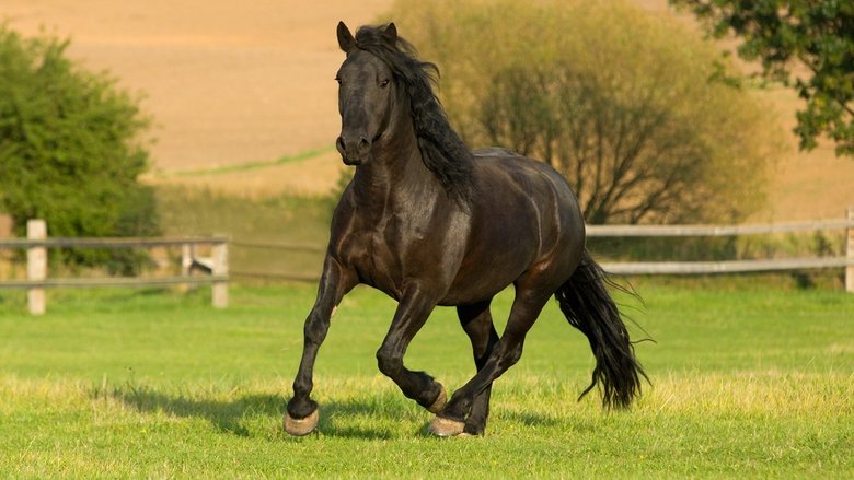 Bild aus der Serie Black Beauty