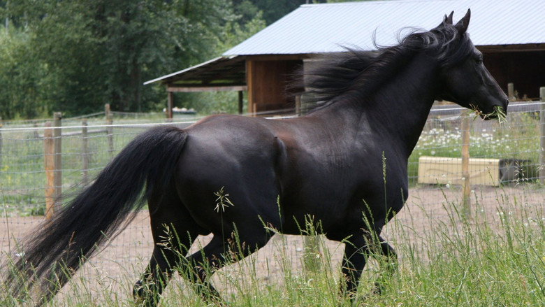 Bild aus der Serie Black Beauty